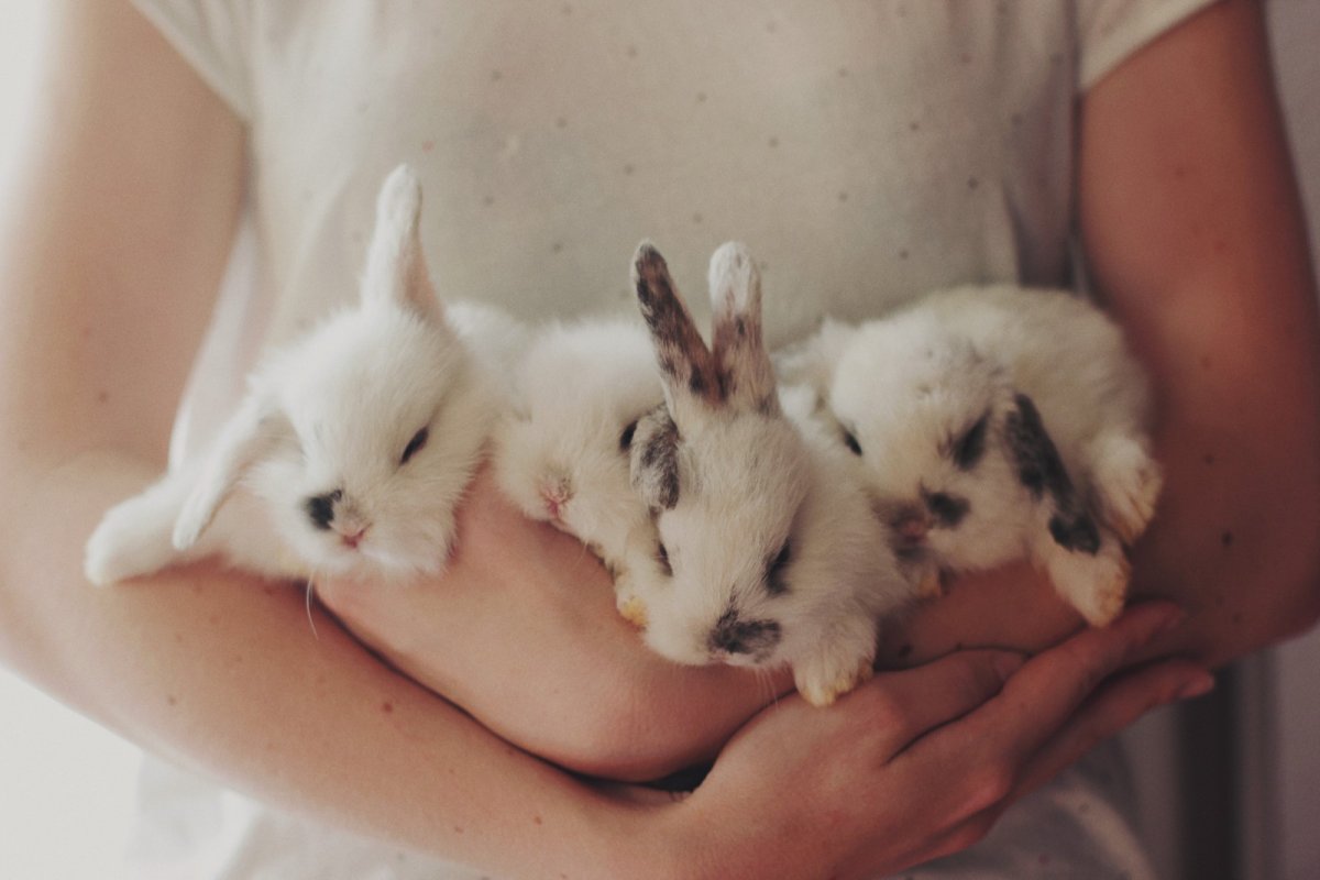 Крольчата Эстетика