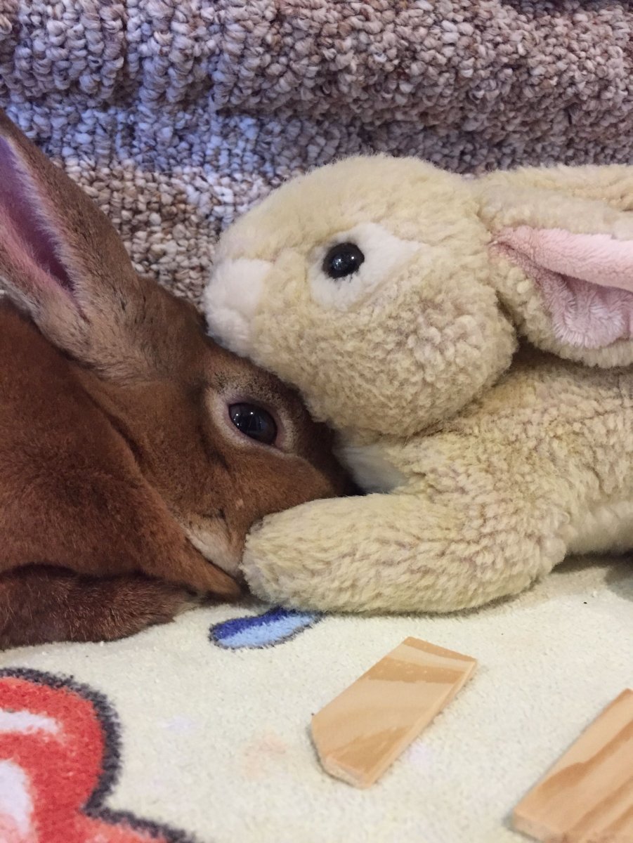 Зайчонок с цветами