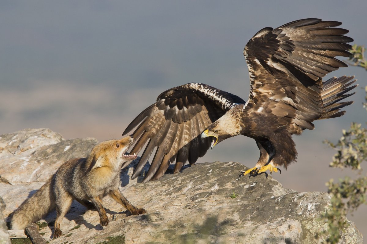 Птицы национального парка Алания