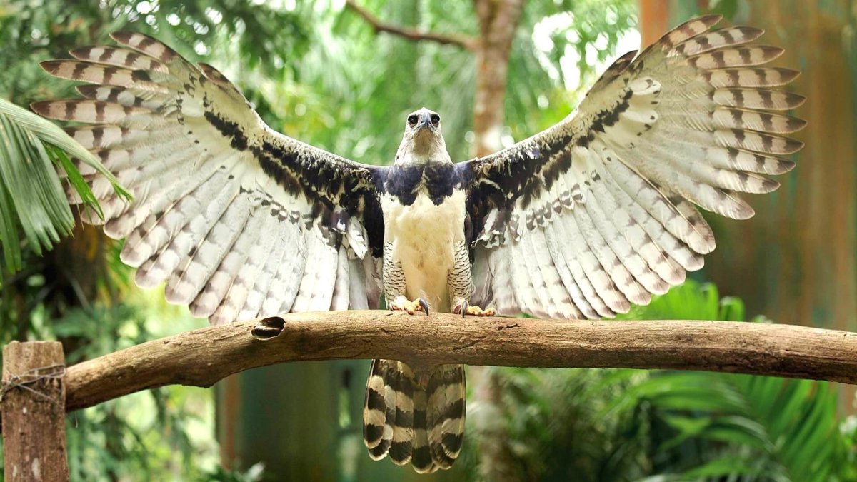 Южно американская Гармия