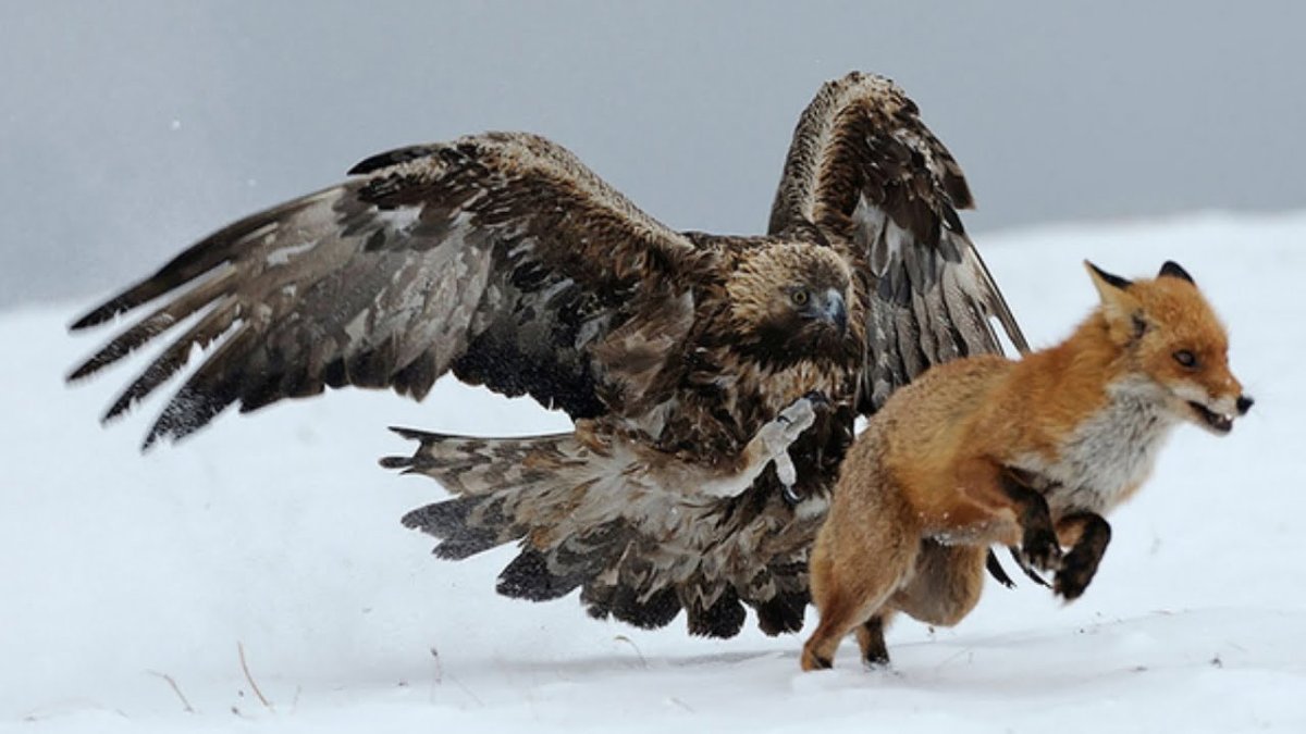 Самые большие хищные птицы