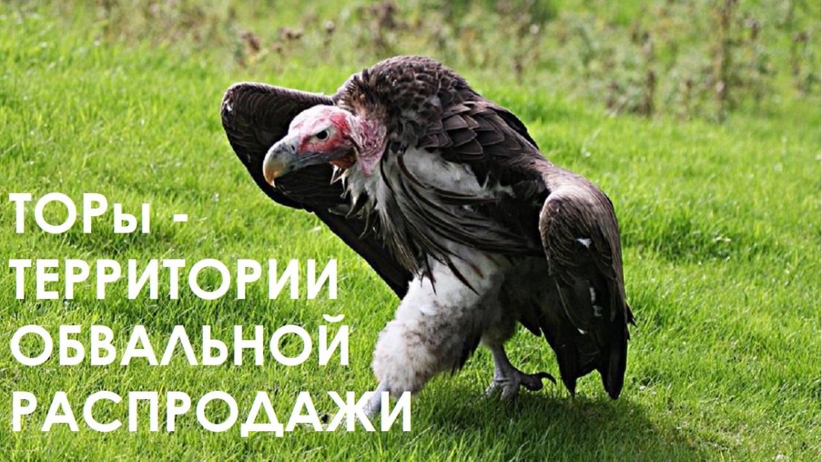 Африканский Ушастый гриф