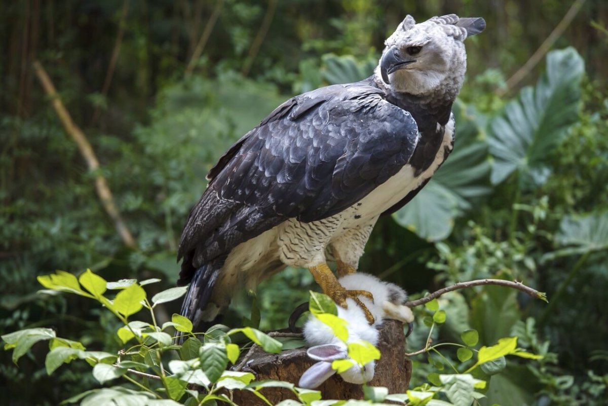 Орел Гарпия