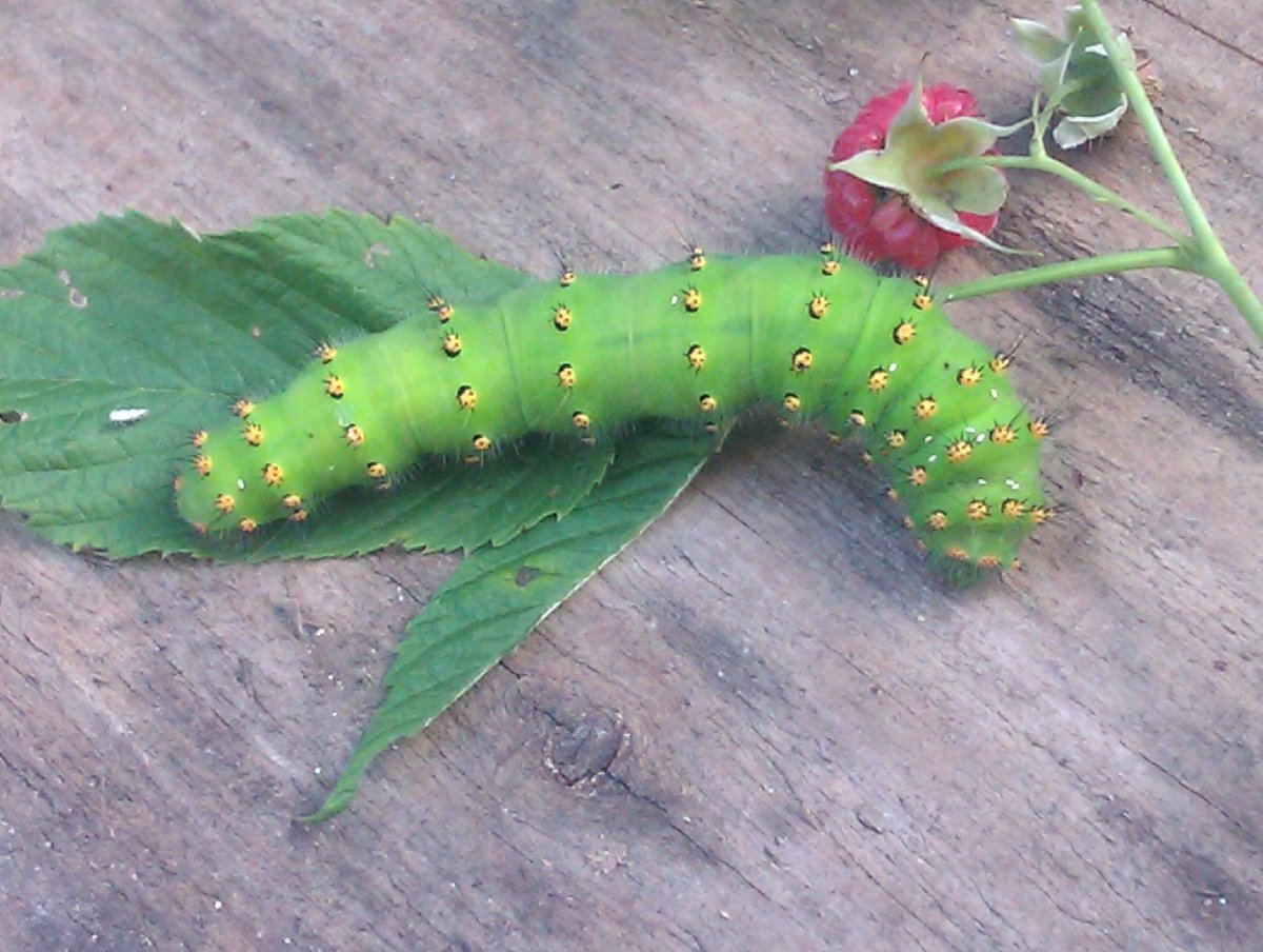 Гусеница павлиноглазки Saturnia