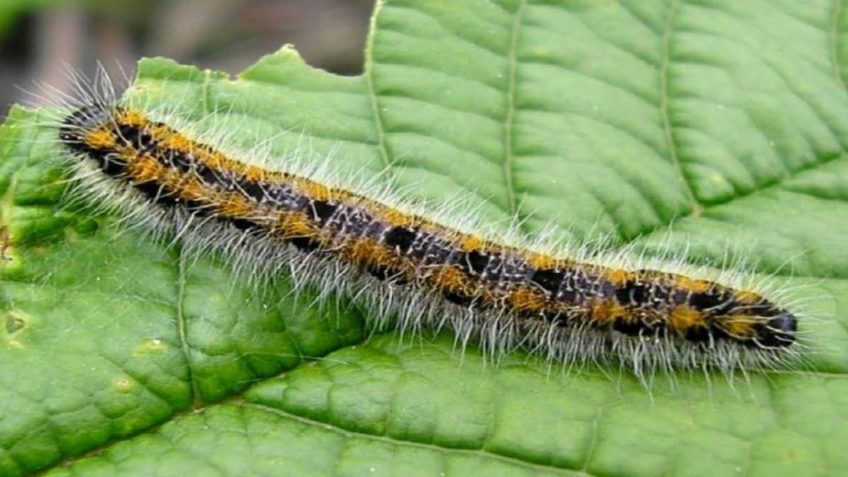 Гусеница бабочки боярышницы