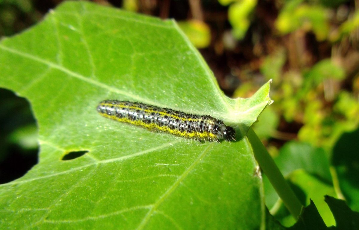 Седлистая гусеница