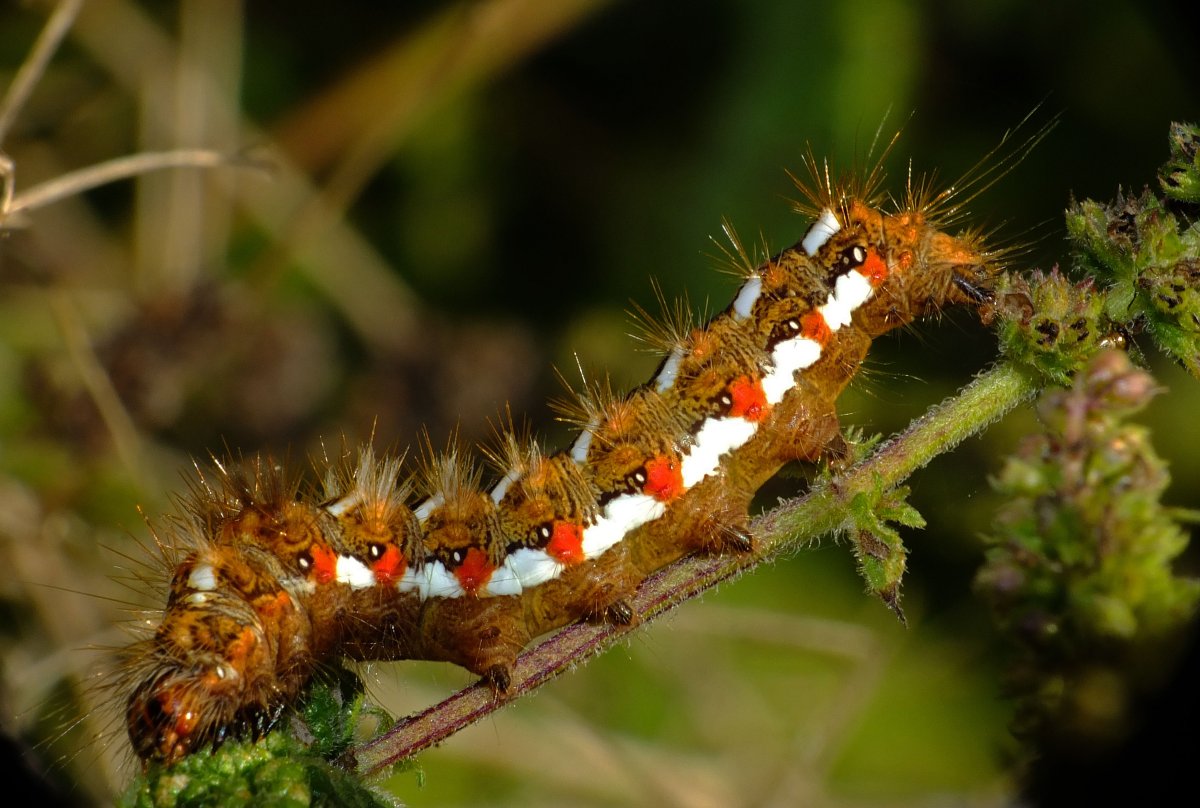 Гусеница пятнистый апателодес