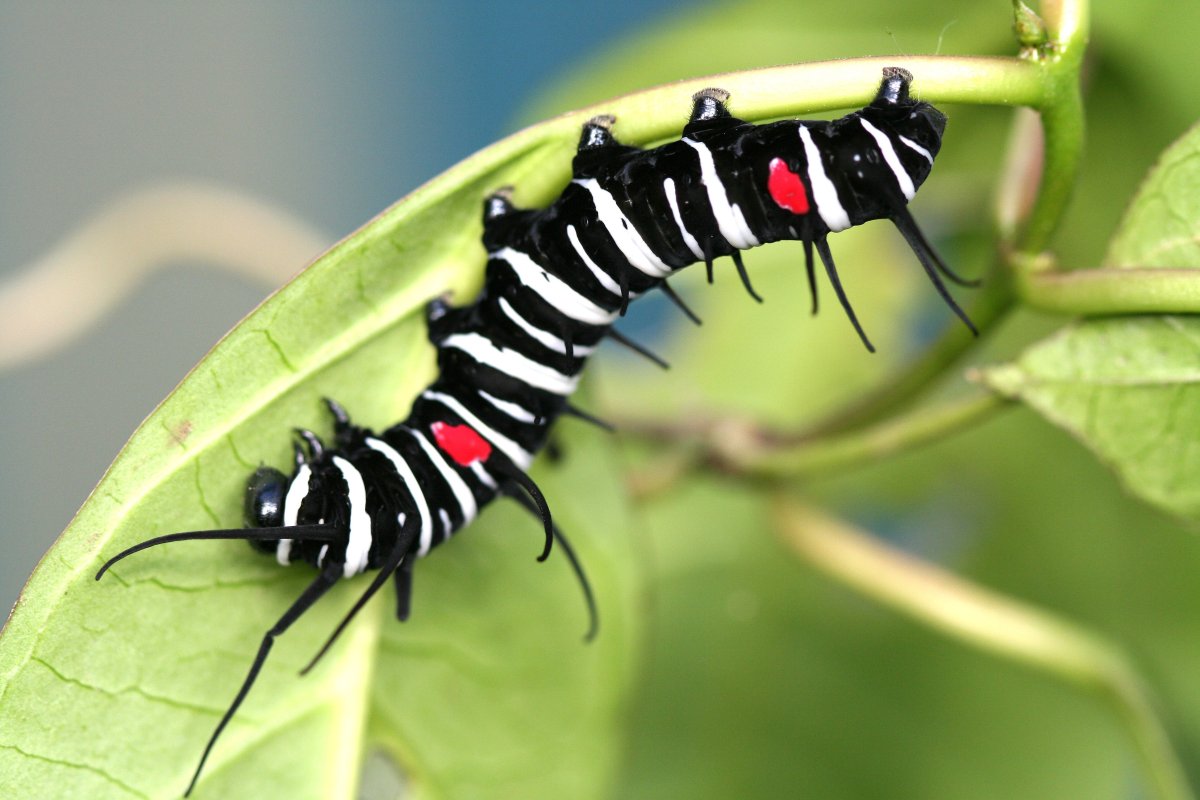 Идея Левконоя гусеница