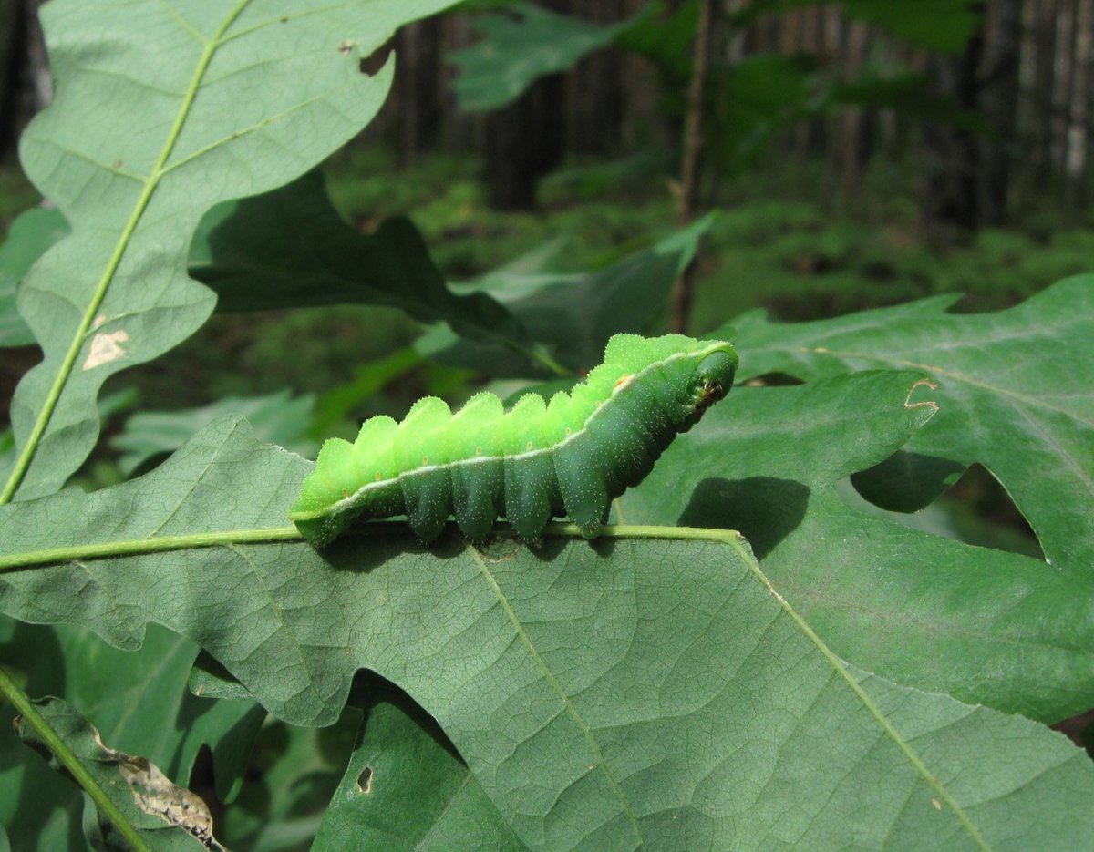 Гусеница бабочки павлиноглазки