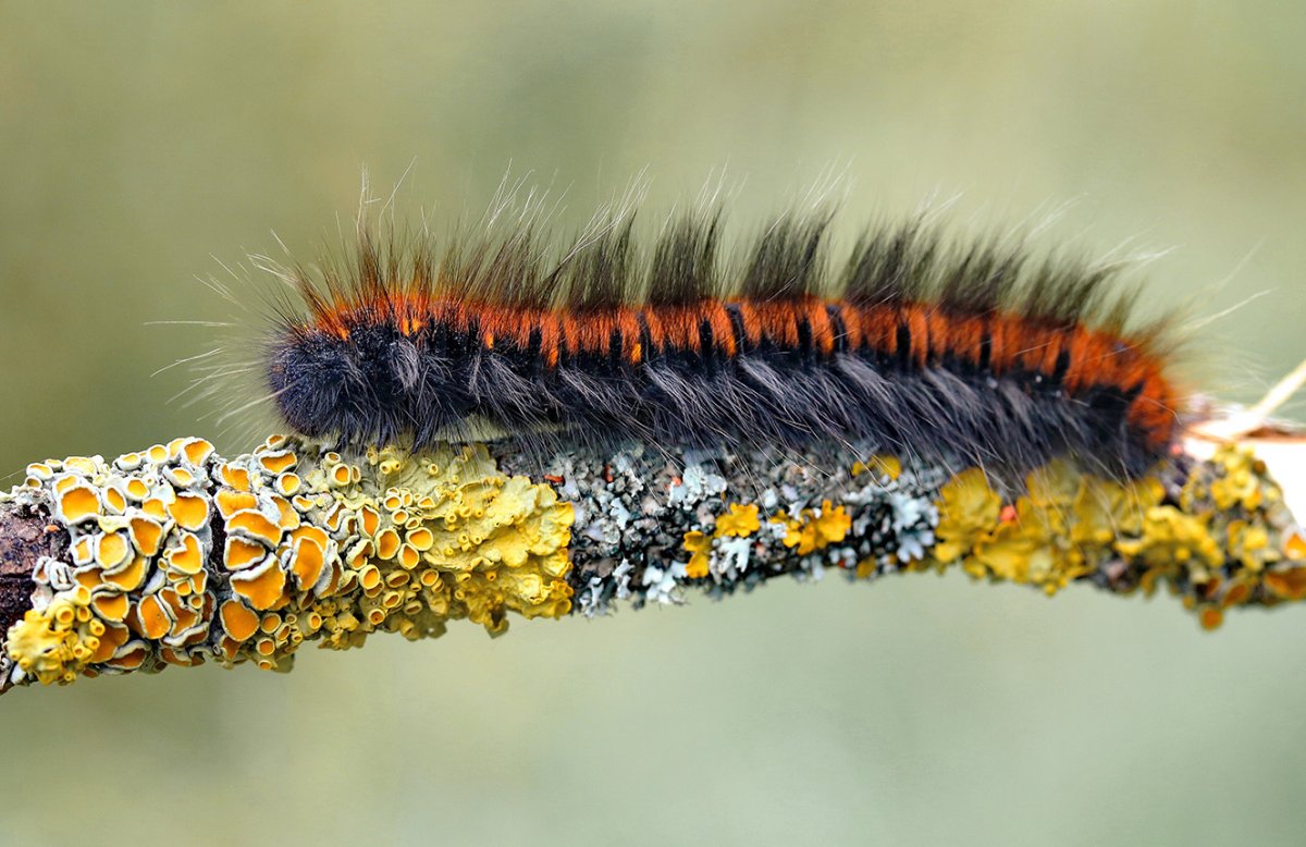 Коконопряд малинный гусеница