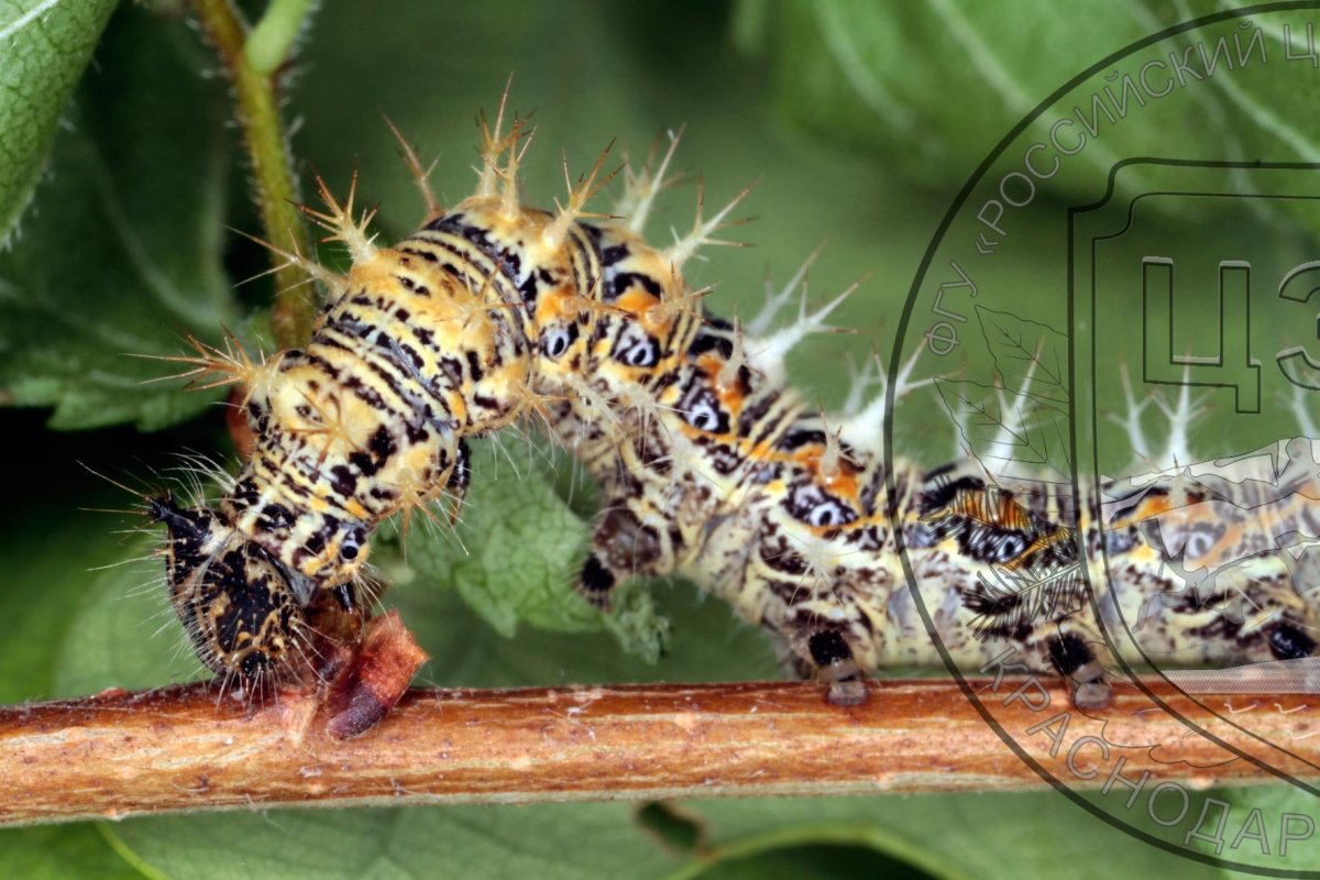 Гусеницы средней полосы России