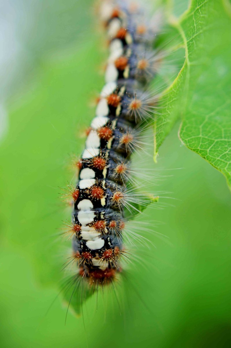 Гусеница бабочки репейницы