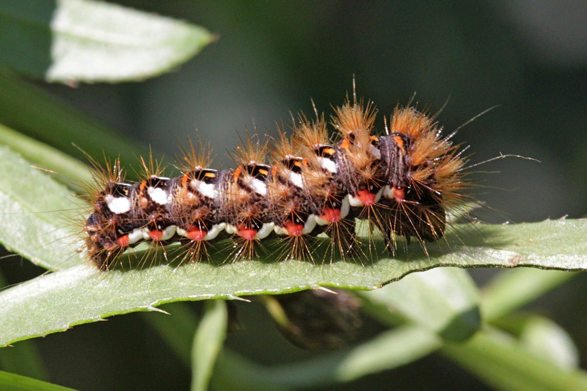 Eurois Occulta гусеница