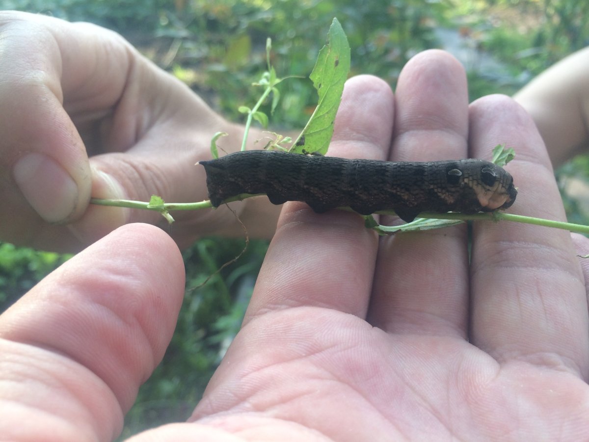 Гусеницы бабочек средней полосы