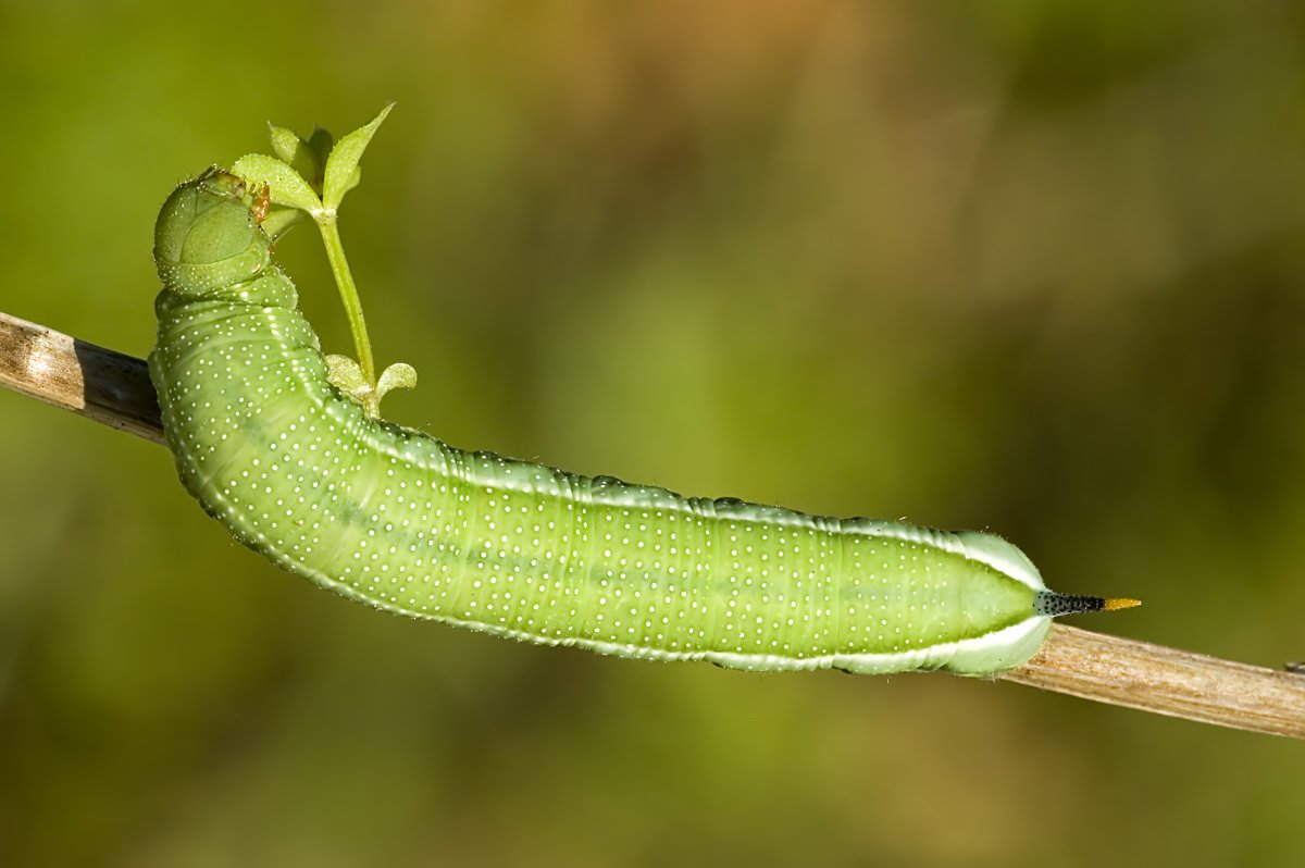 Macroglossum stellatarum гусеница