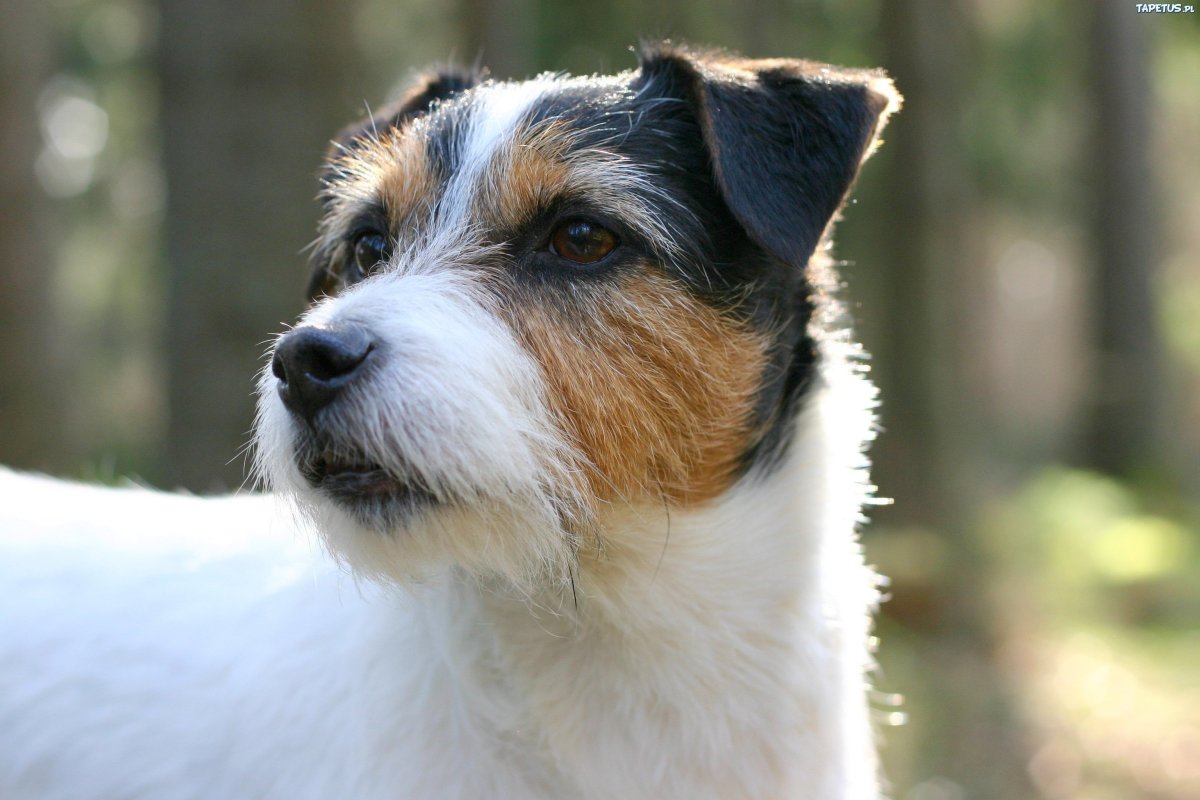 Заставка на рабочий стол Джек Рассел