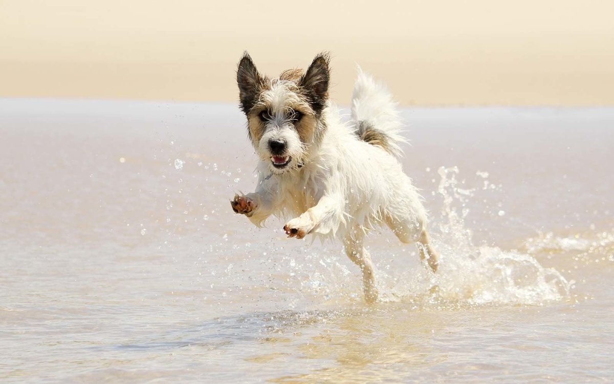 Нечто фильм 1982 монстр собака