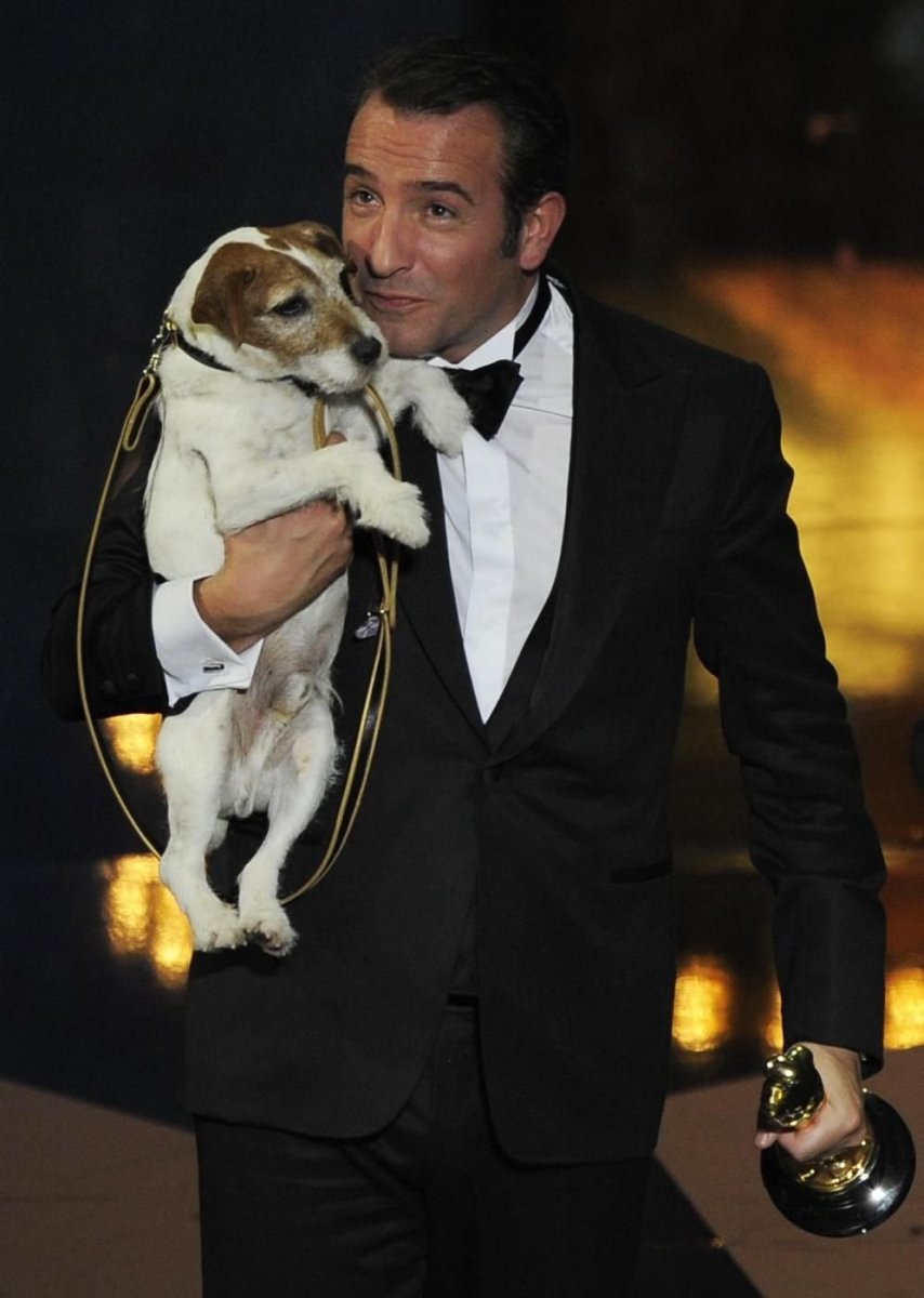 Йорк Рассел терьер