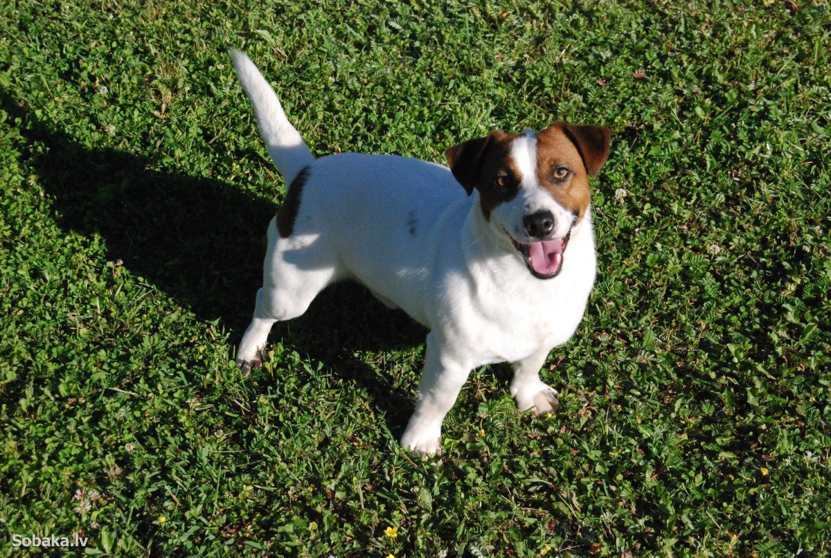 Джеймс Белуши k9