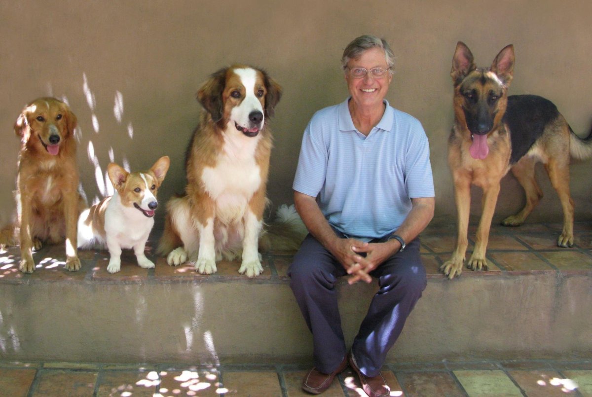 Джек Рассел спас ребенка от волка