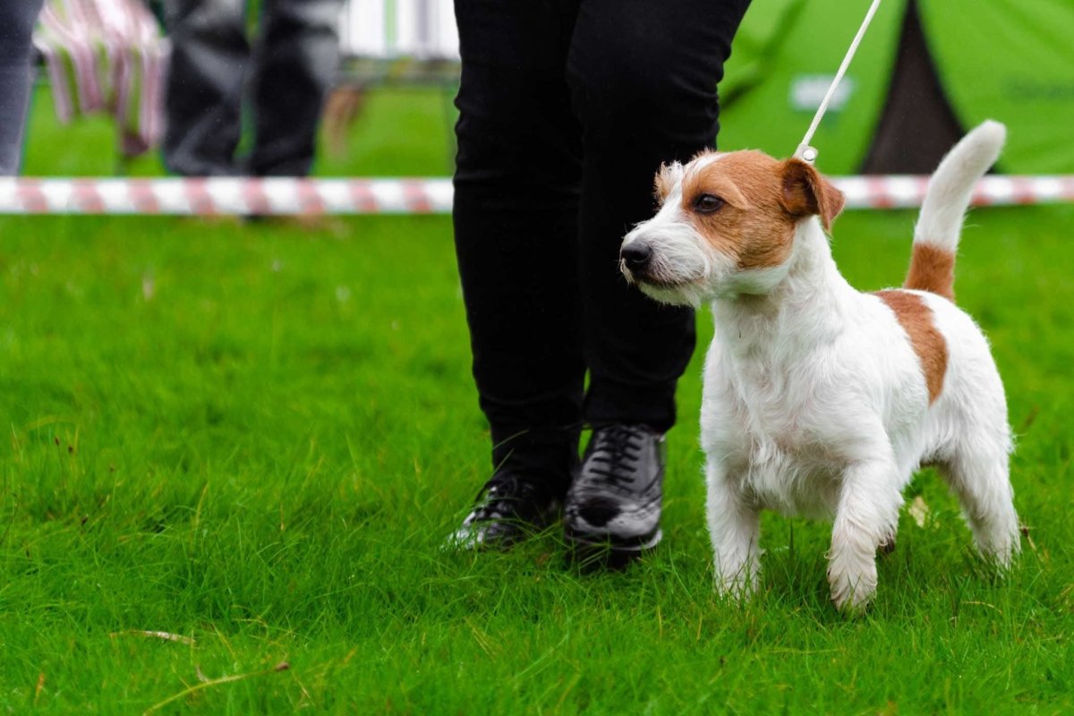 Парсон-Рассел-Джек лохматый