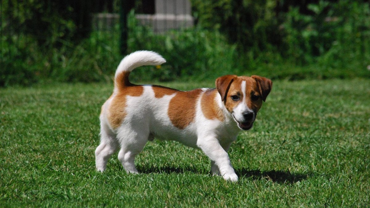 Джек-Рассел-терьер щенок