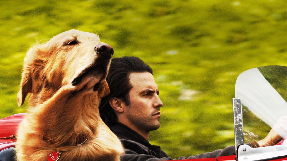 Джек Рассел чемпионы России