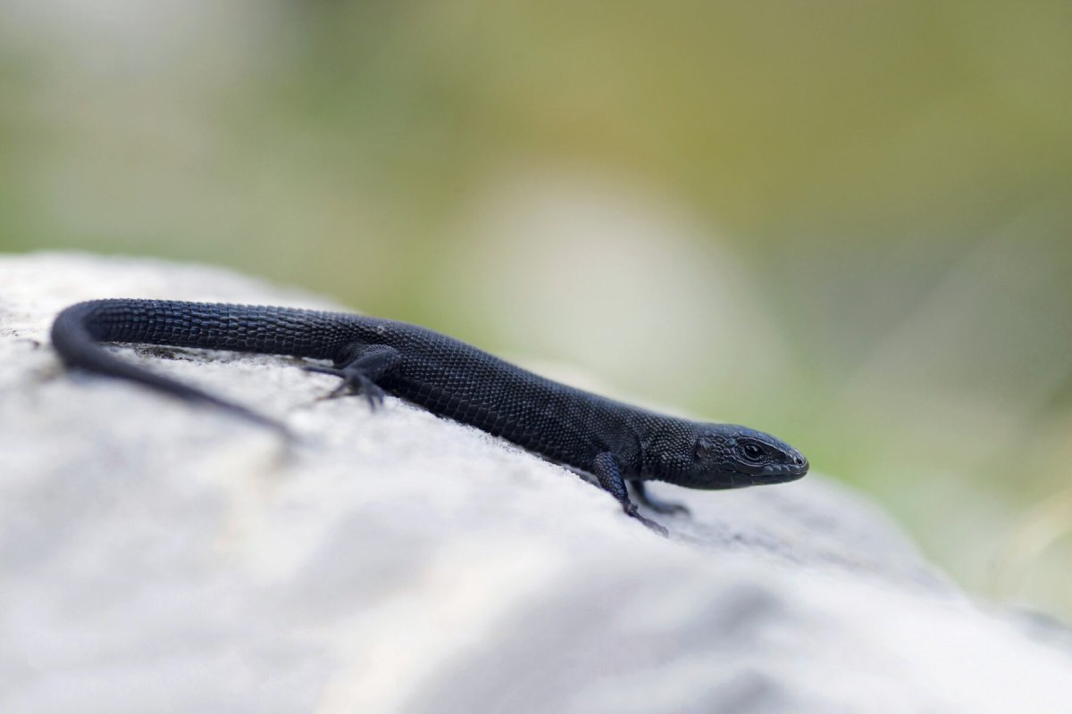 Прыткая ящерица меланист