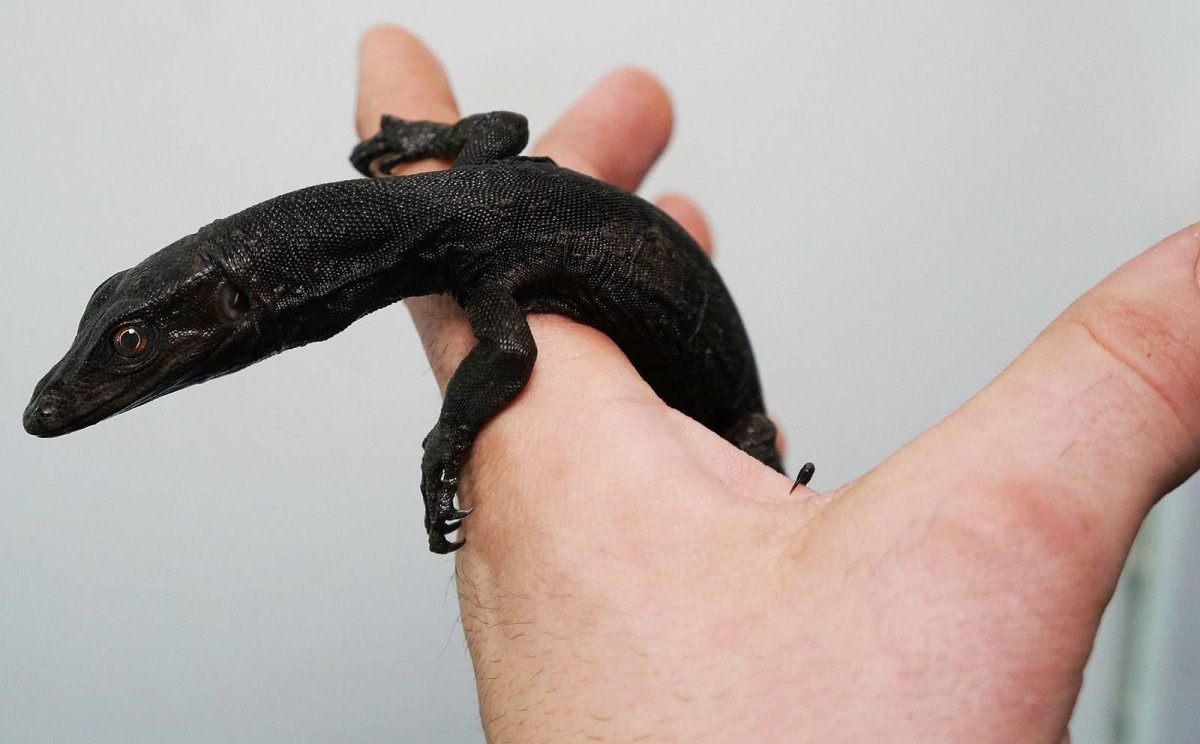 Варан черный дракон