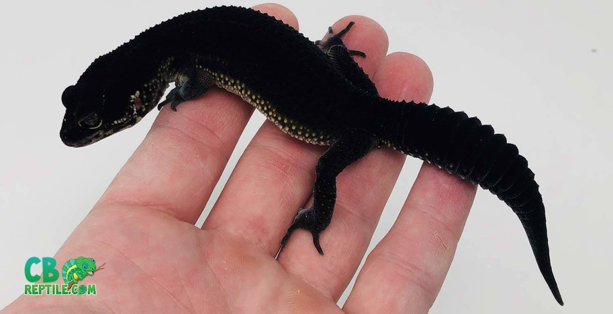 Чёрный эублефар Black Night