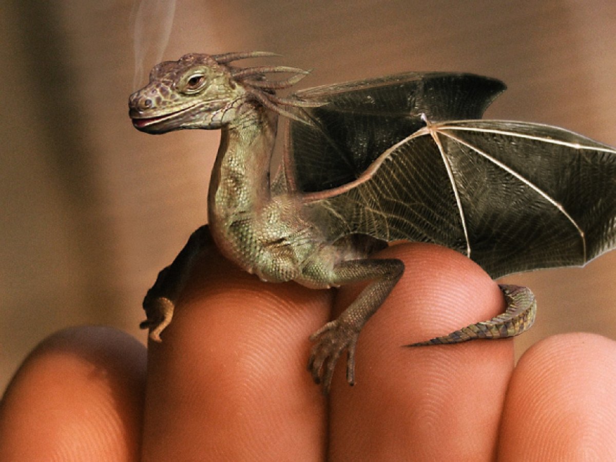 Рептилия маленькая с крыльями