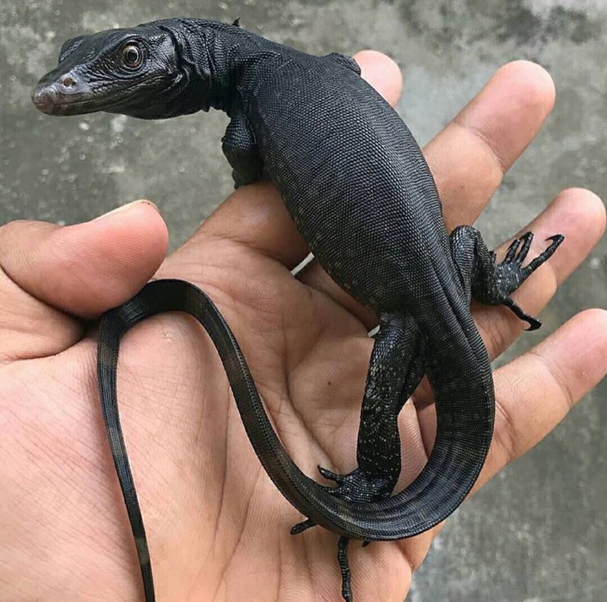 Эублефар меланист