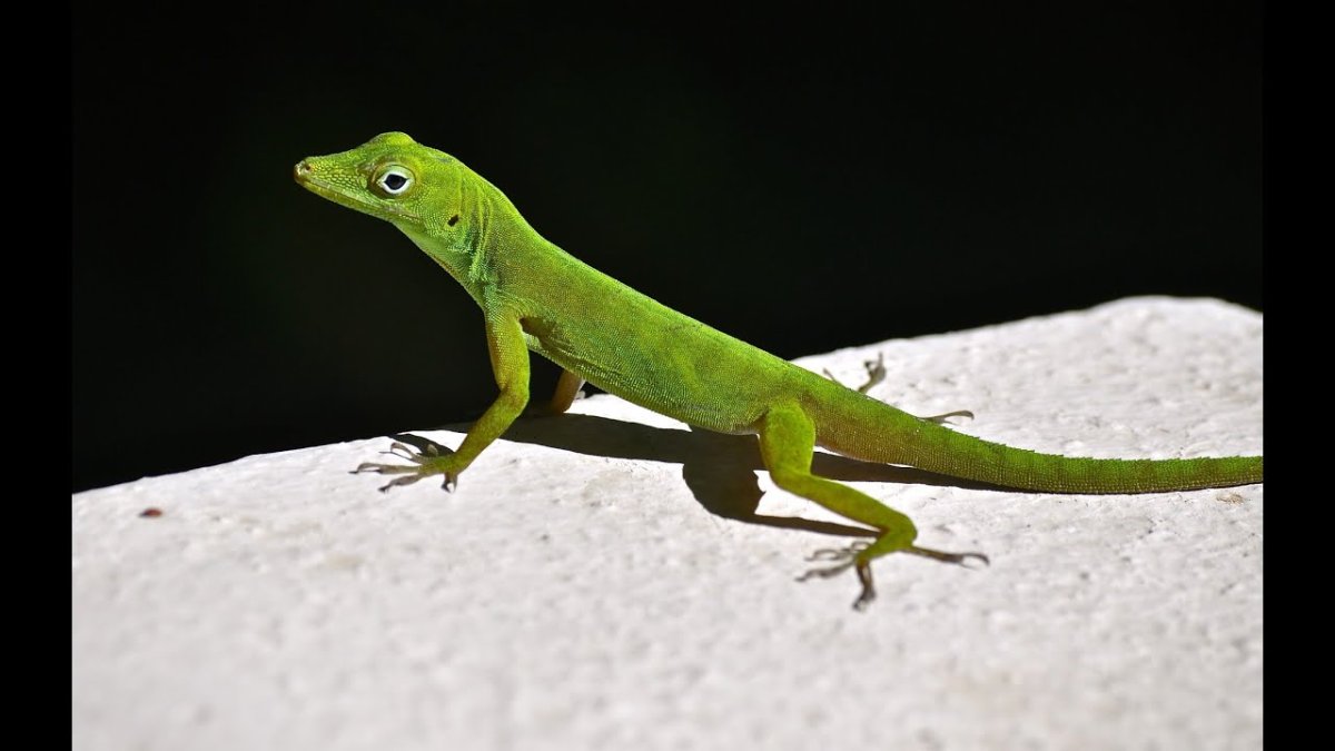 Ящерицы тропиков