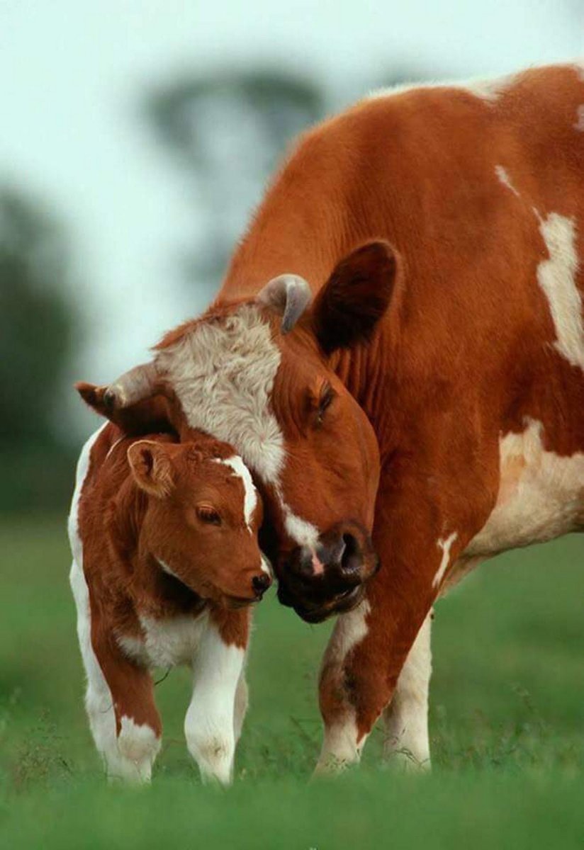 Коровы и телята