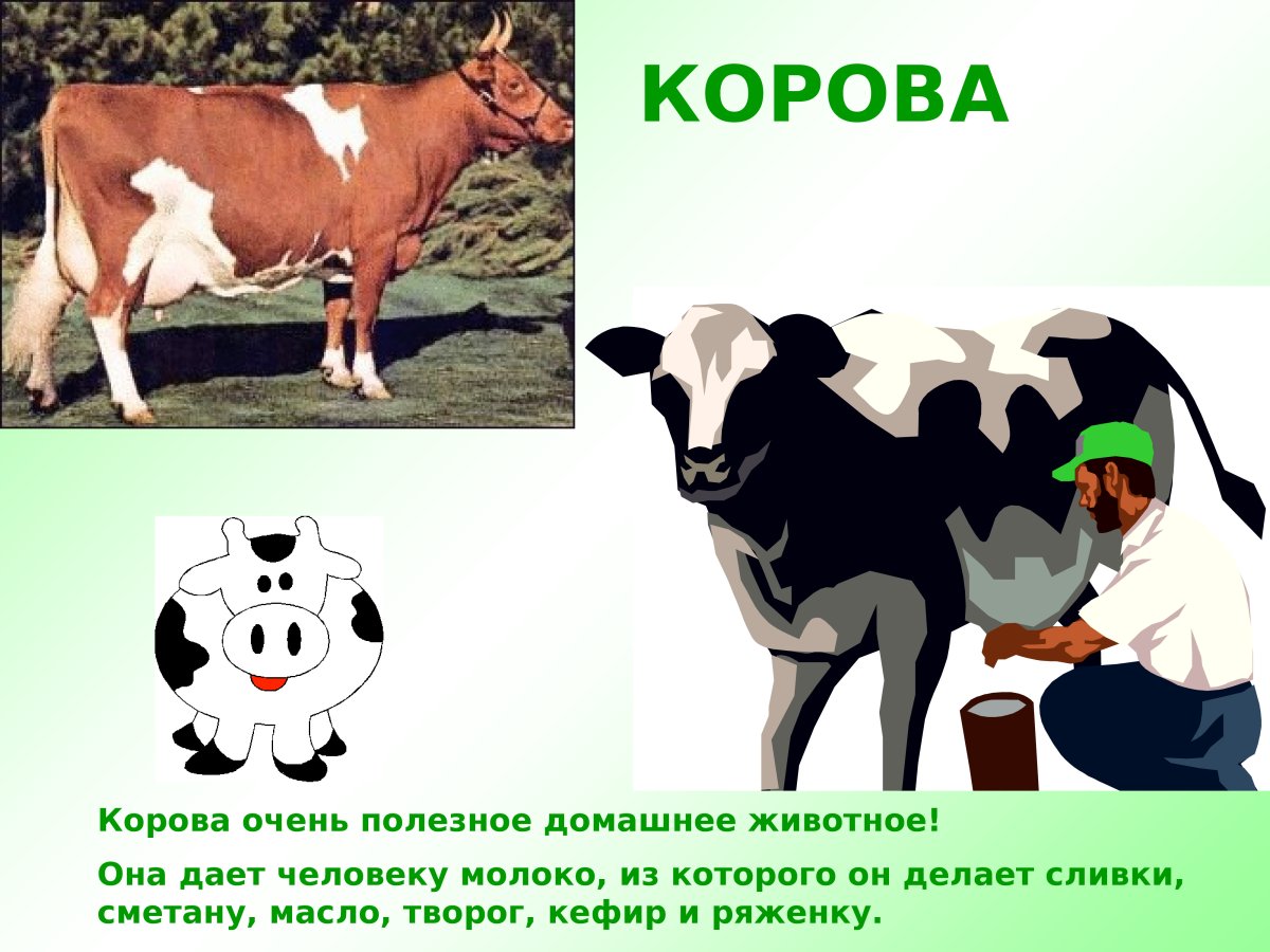 Что даёт корова человеку