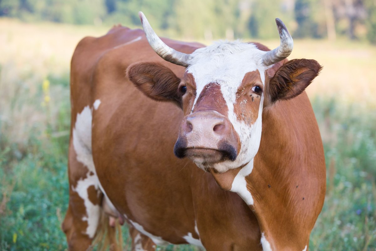 Флекви порода КРС