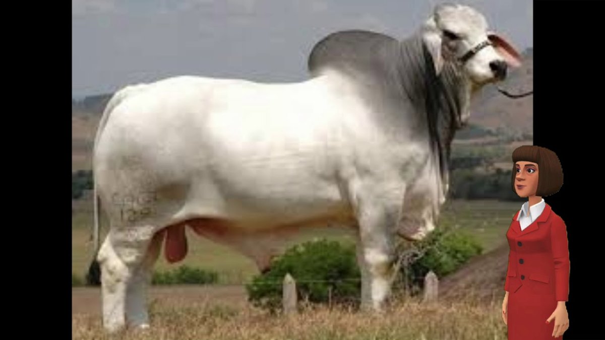 Порода Быков Брахма