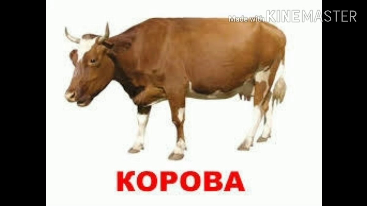 Рыжий теленок на белом фоне