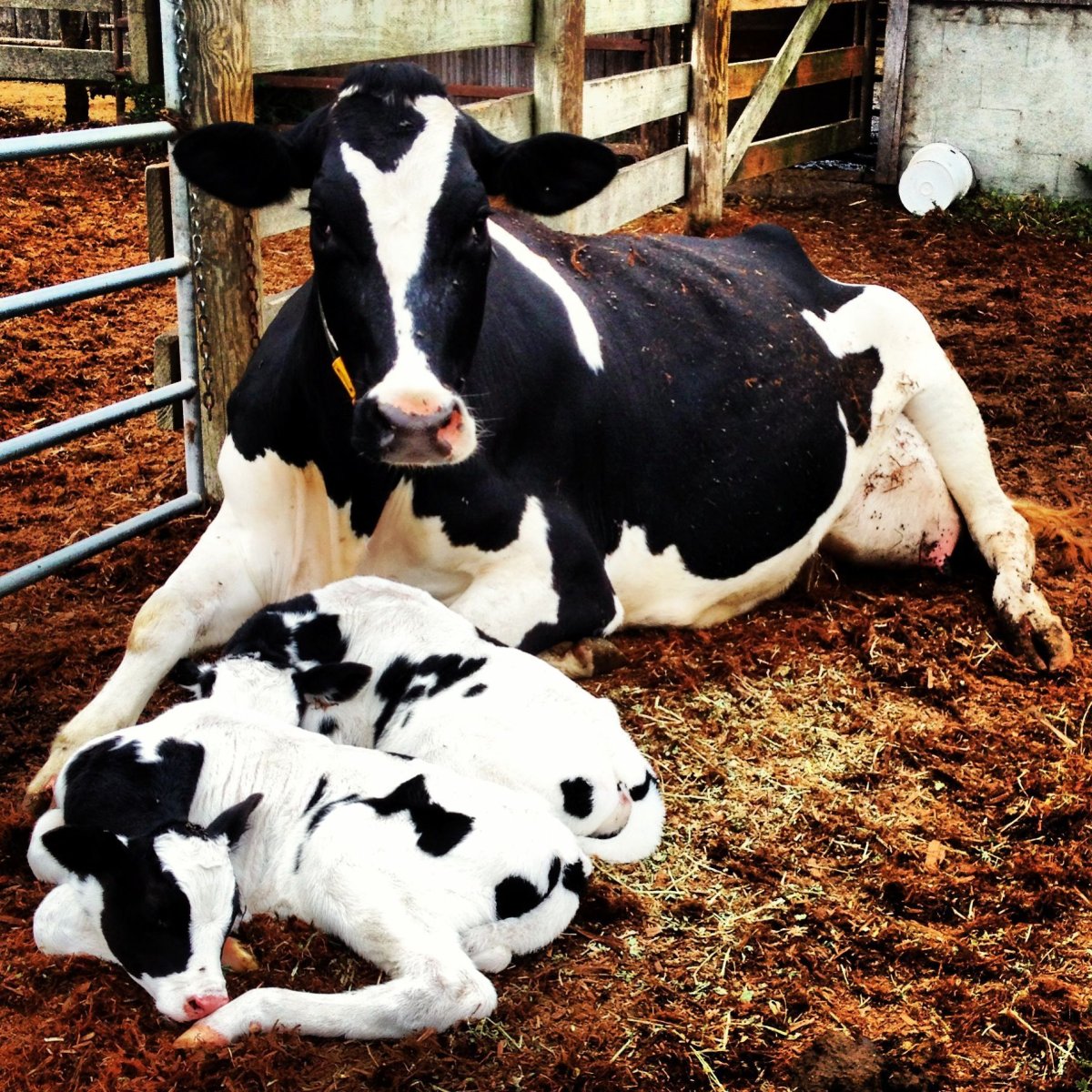 Порода Гольштейн бычки