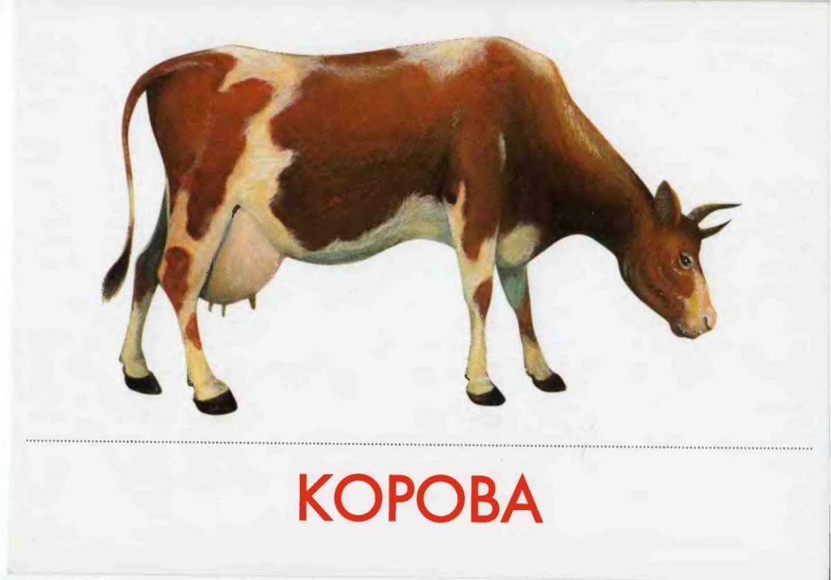 Домашние животные для детей