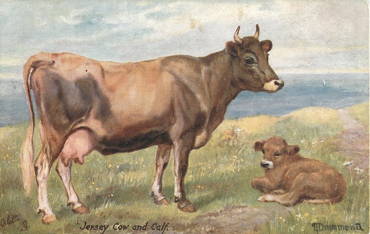 Рубенс коровы