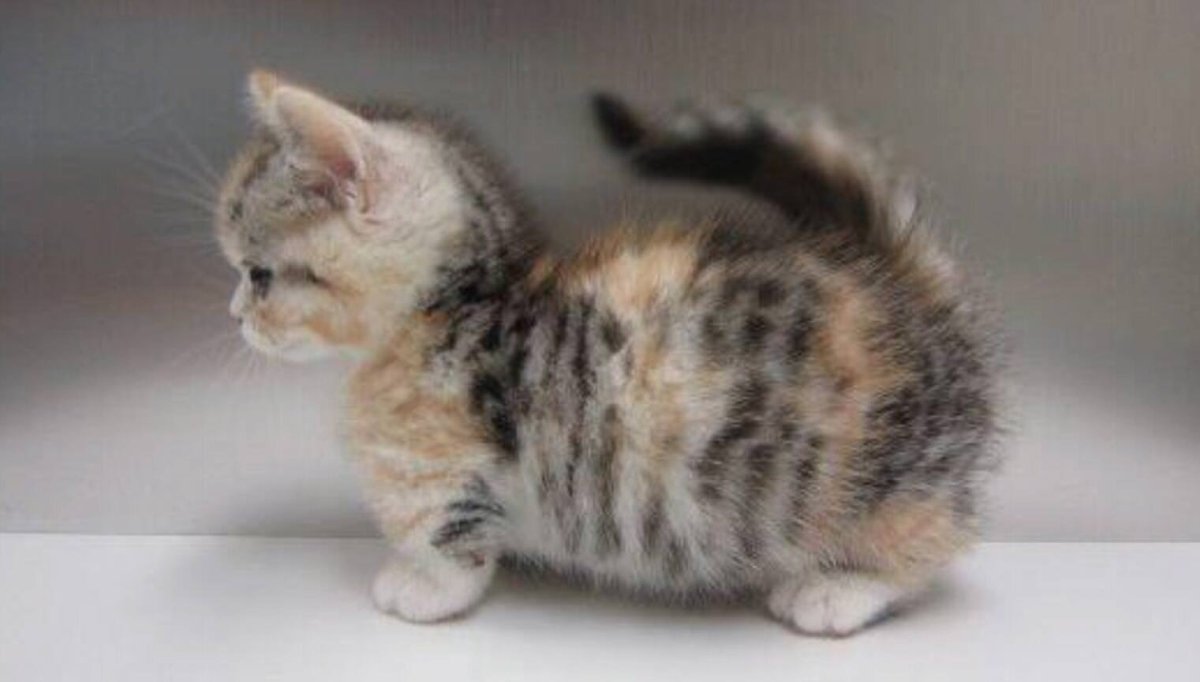 Манчкин котята Новорожденные