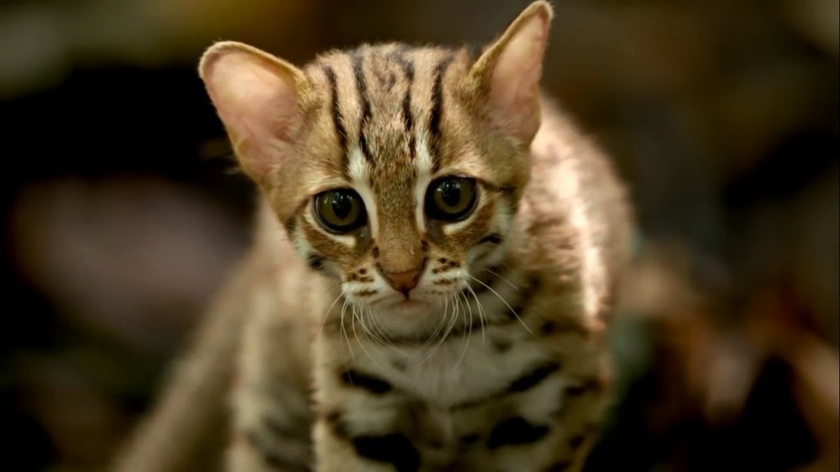 Черноногая кошка