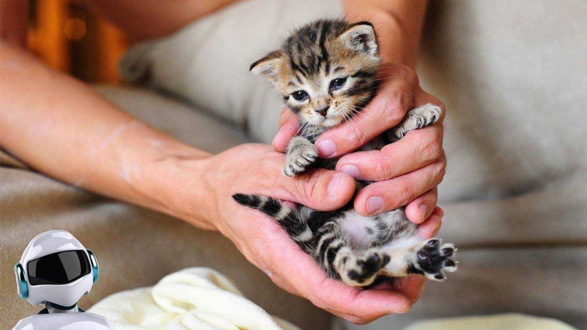 Маленький котенок в руках