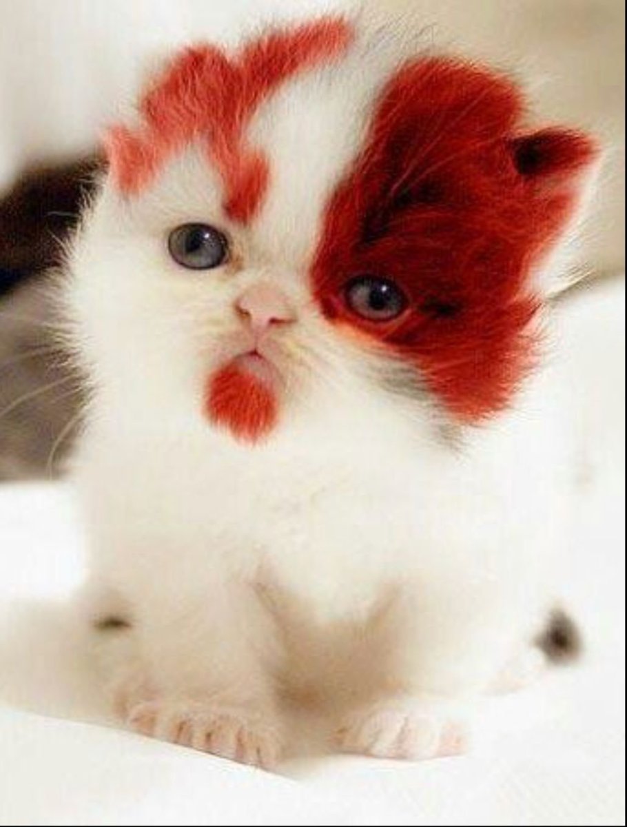 Самый милый кот