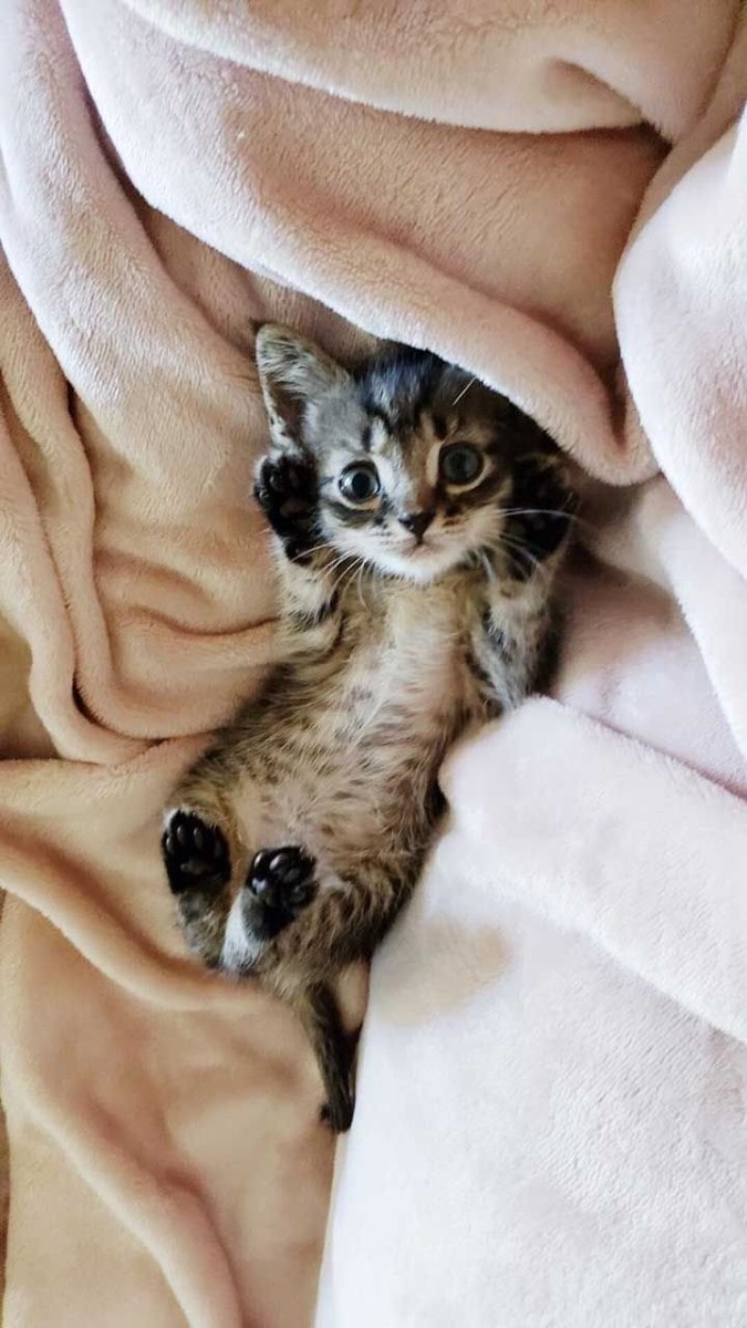 Малюсенькие котята