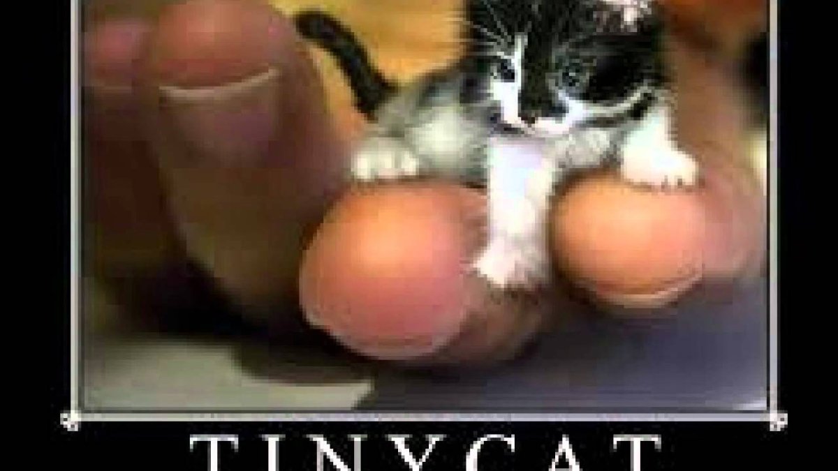 Котята породы Тинкер той