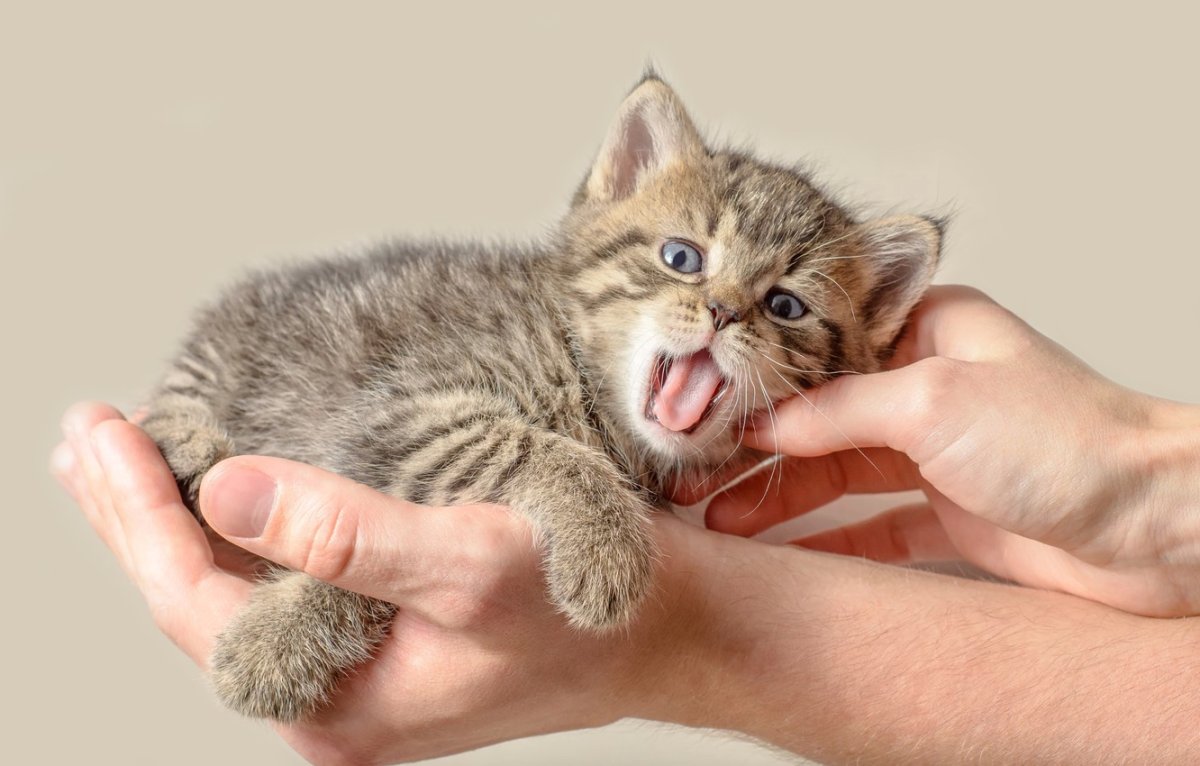 Дразнить кошку