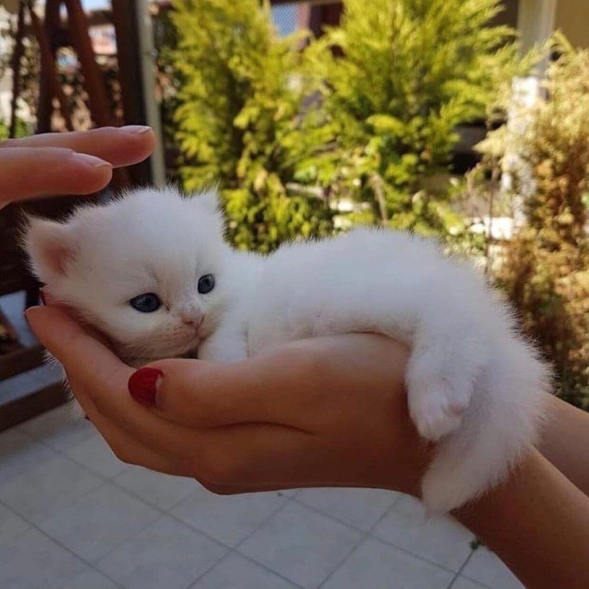 Самые самые маленькие котята