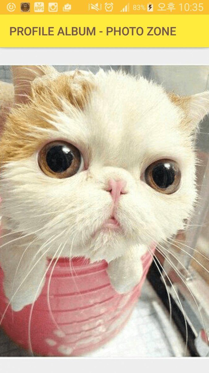 Самая милая кошка в мире